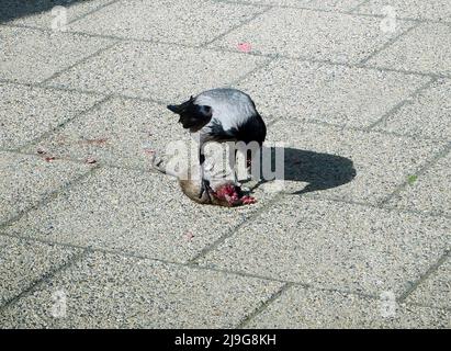 Berlin, Deutschland. 23.. Mai 2022. Eine Krähe, die eine tote Ratte frisst, fotografiert in Berlin-Mitte. Quelle: XAMAX/dpa/Alamy Live News Stockfoto