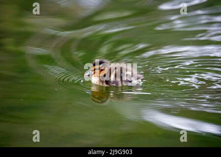 Mallard Entenküschen beim Erkunden des Teichs Stockfoto