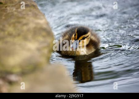 Mallard Entenküschen beim Erkunden des Teichs Stockfoto