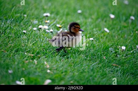 Mallard Entenküschen beim Erkunden des Teichs Stockfoto