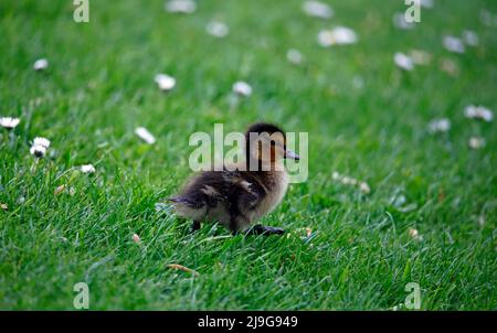 Mallard Entenküschen beim Erkunden des Teichs Stockfoto