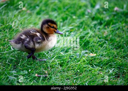 Mallard Entenküschen beim Erkunden des Teichs Stockfoto