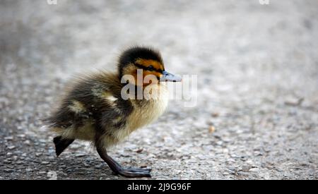 Mallard Entenküschen beim Erkunden des Teichs Stockfoto