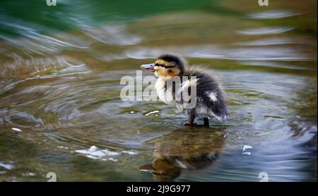 Mallard Entenküschen beim Erkunden des Teichs Stockfoto