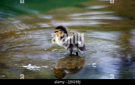 Mallard Entenküschen beim Erkunden des Teichs Stockfoto