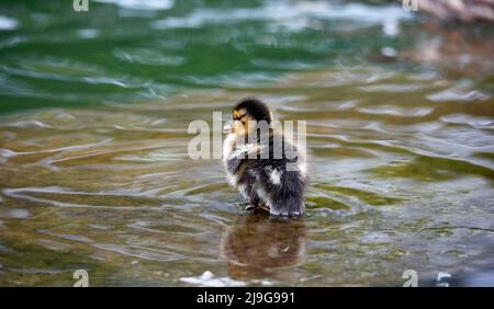 Mallard Entenküschen beim Erkunden des Teichs Stockfoto