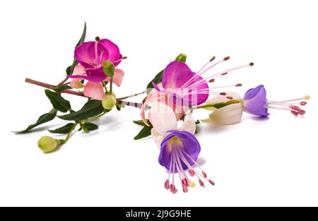 Fuchsia Zweig mit Blumen isoliert auf weißem Hintergrund Stockfoto