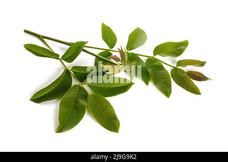 Walnusszweig mit isolierten Blättern auf weißem Hintergrund Stockfoto