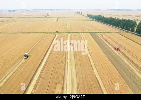 Zhengzhou. 22.. Mai 2022. Luftaufnahme vom 22. Mai 2022 zeigt Erntemaschinen, die in der Stadt Huyang im Landkreis Tanghe, Stadt Nanyang, in der zentralchinesischen Provinz Henan, Weizen ernten. Die Landwirte im Süden Henans sind nun mit landwirtschaftlichen Betrieben beschäftigt, da die Sommerernte auf Hochtouren kommt. Quelle: Zhang Haoran/Xinhua/Alamy Live News Stockfoto