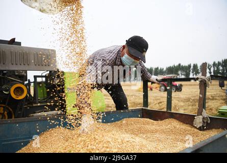 Zhengzhou, Chinas Provinz Henan. 22.. Mai 2022. Ein Landwirt erntet Weizen auf den Feldern in der Stadt Huyang des Landkreises Tanghe, Stadt Nanyang, Provinz Henan in Zentralchina, 22. Mai 2022. Die Landwirte im Süden Henans sind nun mit landwirtschaftlichen Betrieben beschäftigt, da die Sommerernte auf Hochtouren kommt. Quelle: Zhang Haoran/Xinhua/Alamy Live News Stockfoto