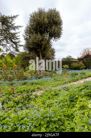 Frühjahrssaison in Hidcote Manor Garden, Cotswolds, Chipping Camden, Gloucestershire, England, Vereinigtes Königreich. Stockfoto