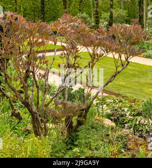 Frühjahrssaison in Hidcote Manor Garden, Cotswolds, Chipping Camden, Gloucestershire, England, Vereinigtes Königreich. Stockfoto