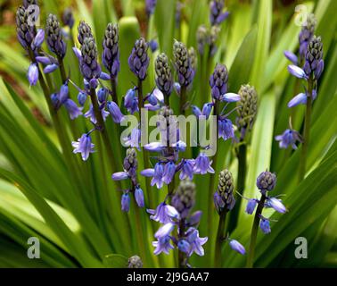 Hyacinthoides hispanica, blühende Bluebells im Frühling in Hidcote Manor Garden, Cotswolds, Chipping Camden, Gloucestershire, England, VEREINIGTES KÖNIGREICH. Stockfoto