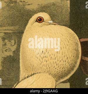 Gut aufgeblasen: Creamy Pigmy Pouter Pigeon mit aufgepuffter Ernte im quadratischen Format, hochauflösende Scan-Details eines ursprünglichen Chromolithographen aus dem Jahr 1880, ein Gruppenporträt von vier Vögeln, gemalt vom britischen Künstler Joseph Williamson Ludlow (1840-1916) für „The Illustrated Book of Pigeons with Standards for Judging“, Auch bekannt als 'Cassell's Pigeon Book'. Der seltene Band, der 1876 von Cassell, Petter und Galpin aus London, Paris und New York herausgegeben wurde, wurde von Robert Fulton geschrieben und von Lewis Wright herausgegeben. Stockfoto