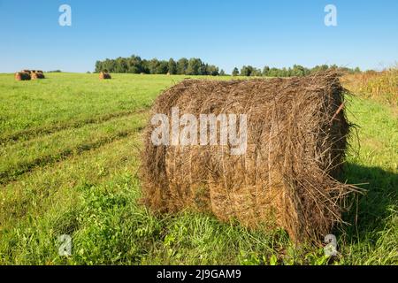 Sommer ländliche Landschaft: haystacks in einem Feld an einem klaren sonnigen Tag Stockfoto