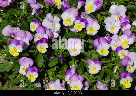 Nahaufnahme der Blumen der Stiefmütterchen im Garten. Veilchen (Viola) im Frühjahr. Violette Familie Violaceae. Pflanzen mit mehrfarbigen Blüten. Stockfoto