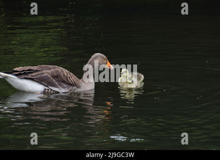 London, Großbritannien. Mai 2022. Neugeborene Graulachvögel schwimmen mit ihrer Mutter in einem Park-See. Quelle: Vuk Valcic/Alamy Stockfoto