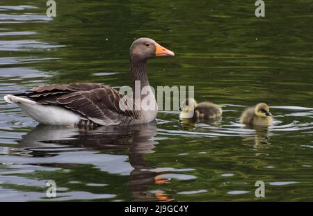 London, Großbritannien. 23. Mai 2022. Neugeborene Graugänse schwimmen mit ihrer Mutter im See im St James's Park, Westminster. Kredit: Vuk Valcic/Alamy Live Nachrichten Stockfoto