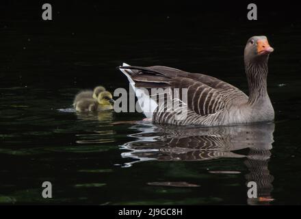 London, Großbritannien. 23. Mai 2022. Neugeborene Graugänse schwimmen mit ihrer Mutter im See im St James's Park, Westminster. Kredit: Vuk Valcic/Alamy Live Nachrichten Stockfoto
