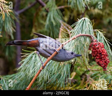 Grauer Catbird Nahaufnahme Profilansicht auf einem Hirschhornzweig mit grauem Federgefieder, Kopf, Auge, Schnabel, Schwanz, Mit einem Waldhintergrund Stockfoto