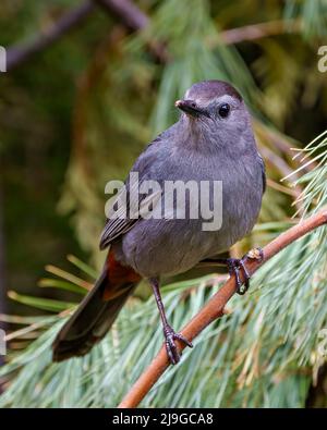 Grauer Catbird Nahaufnahme Profil Ansicht auf einem Baum Zweig thront und zeigt graue Feder Gefieder, Kopf, Auge, Schnabel, Schwanz, Mit einem Waldhintergrund. Stockfoto