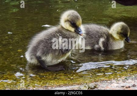 London, Großbritannien. 23. Mai 2022. Neugeborene Graugänse im See im St James's Park, Westminster. Kredit: Vuk Valcic/Alamy Live Nachrichten Stockfoto