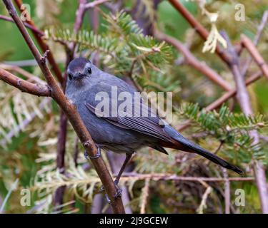 Grauer Catbird Nahaufnahme Profil Ansicht auf einem Baum Zweig thront und zeigt schöne Feder Gefieder, Kopf, Auge, Schnabel, Schwanz, Mit einem Nadelbaum. Stockfoto