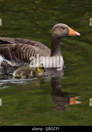 London, Großbritannien. 23. Mai 2022. Eine Graugans und ihr neugeborenes Küken im See im St James's Park, Westminster. Kredit: Vuk Valcic/Alamy Live Nachrichten Stockfoto