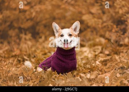 Porträt eines lächelnden welsh Corgi pembroke Rasse Hund trägt Strickpullover im Herbst Stockfoto