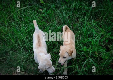 Welpen spielen auf grünem Gras Garten im Freien Stockfoto