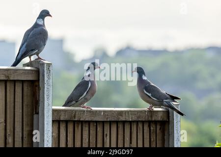 Gewöhnliche Holztauben, Columba-Palumbus der Taube und Taubenfamilie, die auf einem Zaun in einem Vorstadtgarten in Großbritannien stehen. Stockfoto