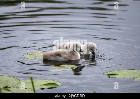 Ein Paar Mute Swan Cygnets, Cygnus färben sich auf einem Teich in Großbritannien. Stockfoto