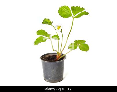 Erdbeer-Keimling mit Blume isoliert auf weißem Hintergrund. Erdbeerpflanze im Topf Stockfoto