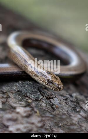 Blindschleiche Stockfoto