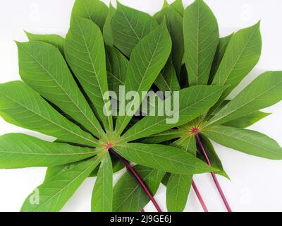 Cassava-Blätter auf weißem Hintergrund Stockfoto