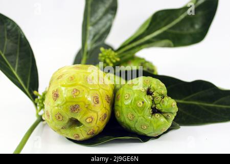 Noni oder Morinda Früchte mit Blättern auf weißem Hintergrund Stockfoto