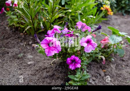 Ländliche Gartengestaltung üppig blühenden bunten gemeinsamen Garten Petunien. Heiße violette Petunia-Hybride Blüten. Familienname Solanaceae, Wissenschaftlicher Name Petuni Stockfoto