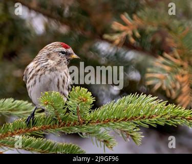 Rotabstimmungen in Nahaufnahme, auf einem Kiefernzweig mit unscharfem Waldhintergrund in seiner Umgebung und Umgebung Stockfoto