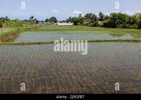 Indonesien. 10.. Mai 2022. Der Inselstaat Indonesien öffnet sich nach langen Covid-19-Sperren für den Tourismus. Reisfeld auf Bali. 5/2022 Bali, Indonesien. (Foto von Ted Soqui/SIPA) Quelle: SIPA USA/Alamy Live News Stockfoto