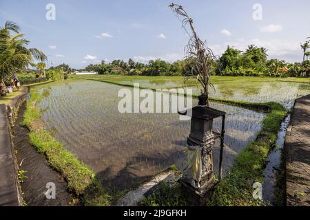 Indonesien. 10.. Mai 2022. Der Inselstaat Indonesien öffnet sich nach langen Covid-19-Sperren für den Tourismus. Reisfeld auf Bali. 5/2022 Bali, Indonesien. (Foto von Ted Soqui/SIPA) Quelle: SIPA USA/Alamy Live News Stockfoto