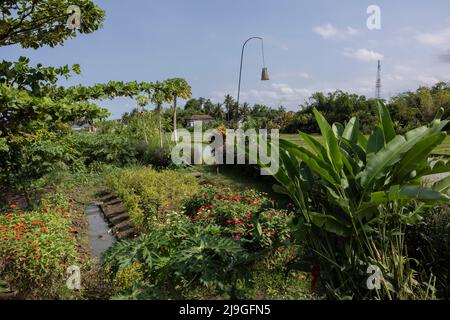 Indonesien. 10.. Mai 2022. Der Inselstaat Indonesien öffnet sich nach langen Covid-19-Sperren für den Tourismus. Lebensmittelgarten auf Bali. 5/2022 Bali, Indonesien. (Foto von Ted Soqui/SIPA) Quelle: SIPA USA/Alamy Live News Stockfoto