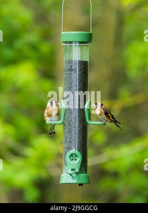 Ein Paar europäischer Goldfinken, Carduelis carduelis, füttert Sonnenblumenkerne auf einem Futterhäuschen Stockfoto