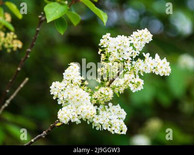 Raceme gefüllt mit weißen Blüten des britischen Vogelkirschbaums Prunus padus im späten Frühling Stockfoto