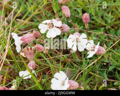 Weiße Blüten der Dürre und salztolerante britische Küste einheimische Wildblume, Sea Campion, Silene uniflora in Pagham Harbour, West Sussex Stockfoto
