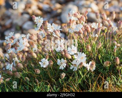 Weiße Blüten der Dürre und salztolerante britische Küste einheimische Wildblume, Sea Campion, Silene uniflora in Pagham Harbour, West Sussex Stockfoto