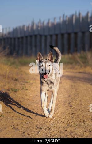 Ein Hund lief glücklich auf dem Feld Stockfoto