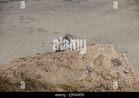 Neugieriges barbary-Ziesel (Chipmunk) sitzt auf einem Felsen am Strand auf der Insel Fuerteventura - Nahaufnahme von vorne Stockfoto