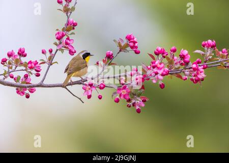 Männliche Gelbkehlchen im nördlichen Wisconsin. Stockfoto