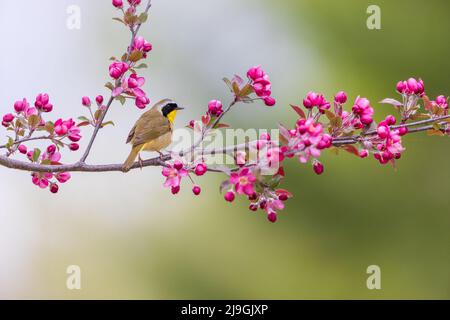 Männliche Gelbkehlchen im nördlichen Wisconsin. Stockfoto