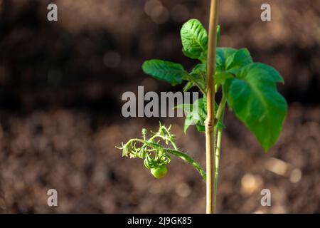 Detail von grünen unreifen Tomaten Stockfoto